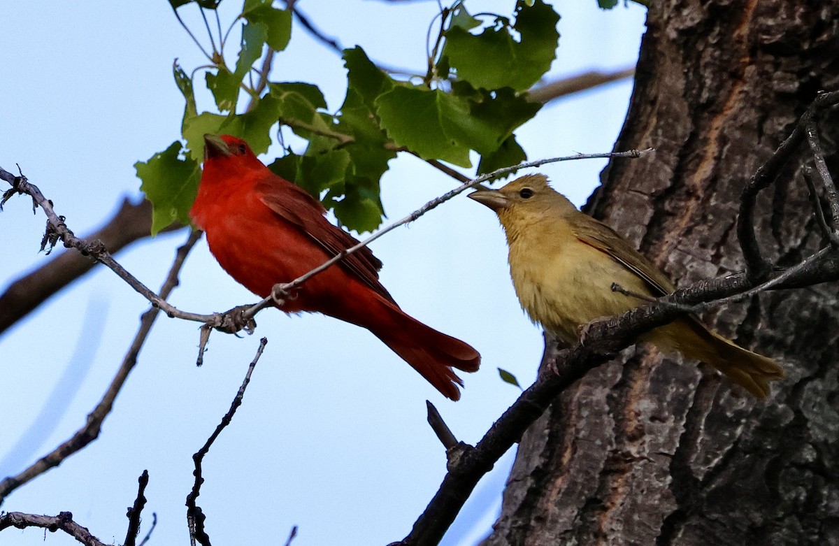 Summer Tanager - ML620452099