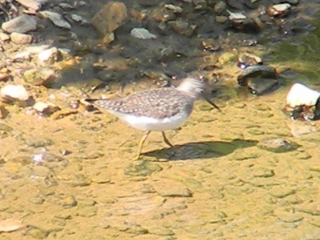 Solitary Sandpiper - ML620452100