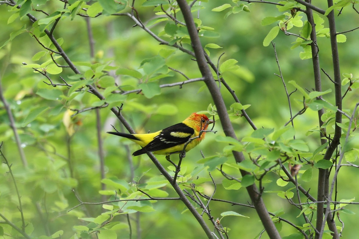 Western Tanager - ML620452104