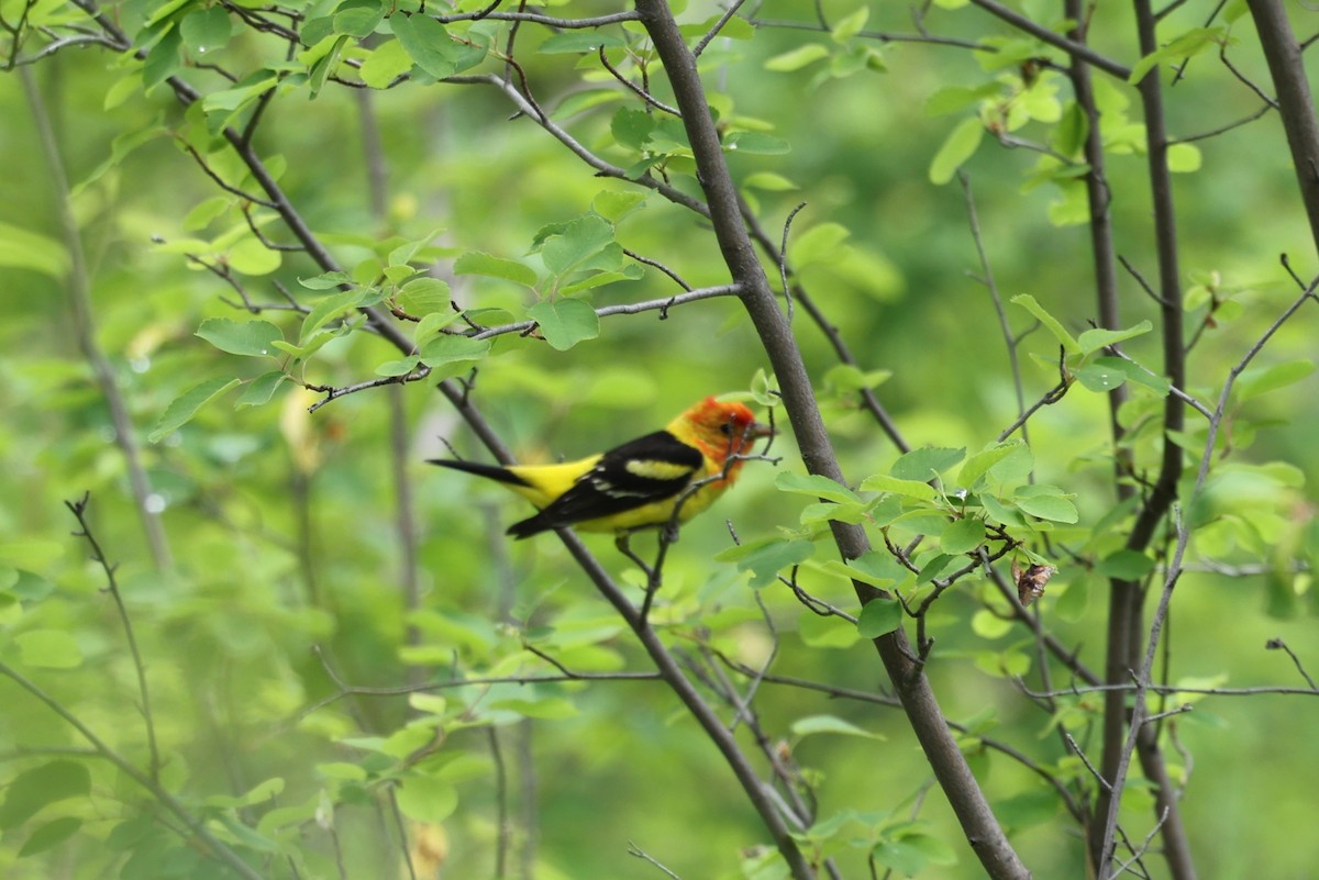 Western Tanager - ML620452105