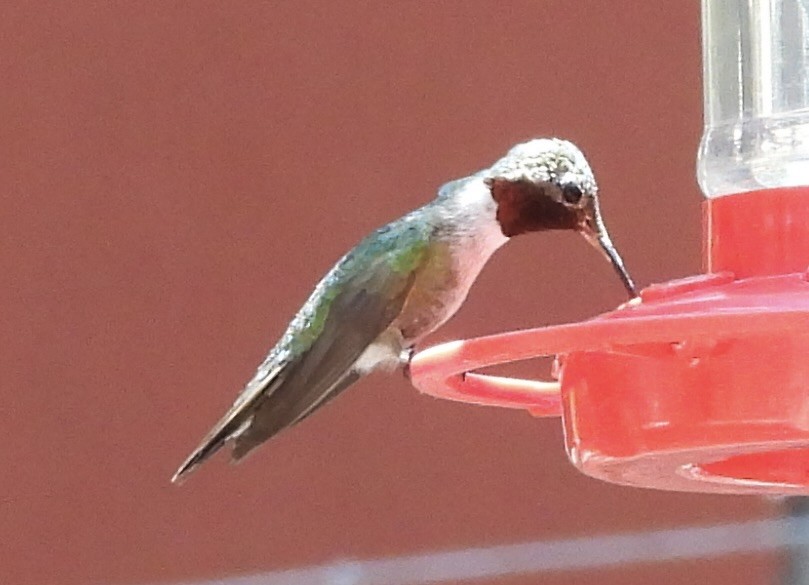Broad-tailed Hummingbird - ML620452106