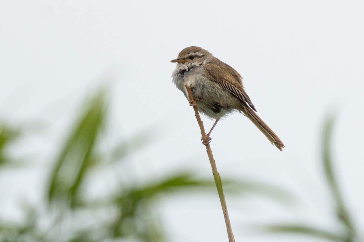 Japanese Bush Warbler - ML620452107