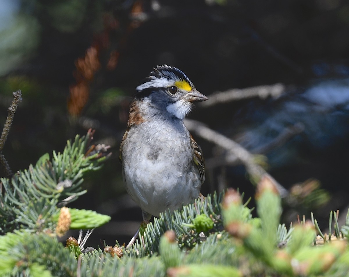 White-throated Sparrow - ML620452109