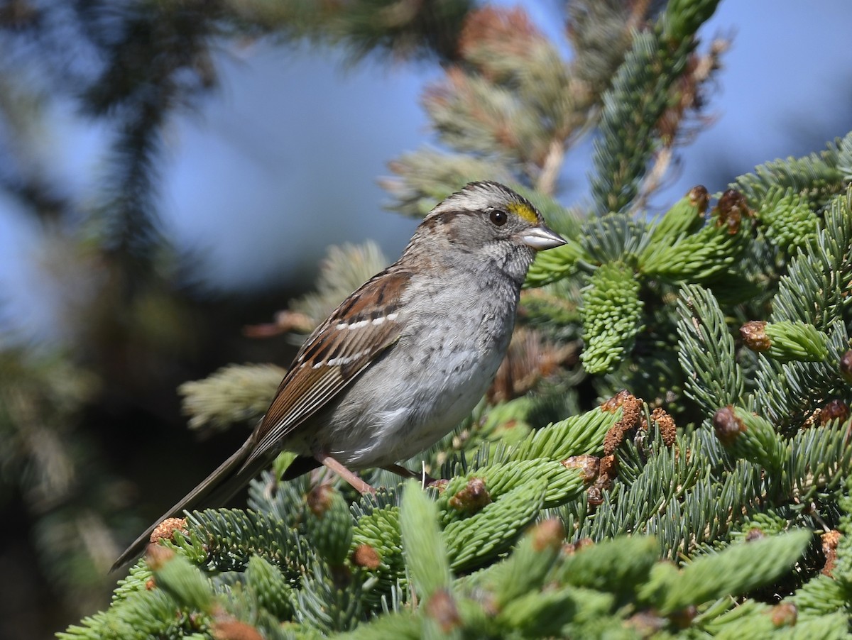 White-throated Sparrow - ML620452110