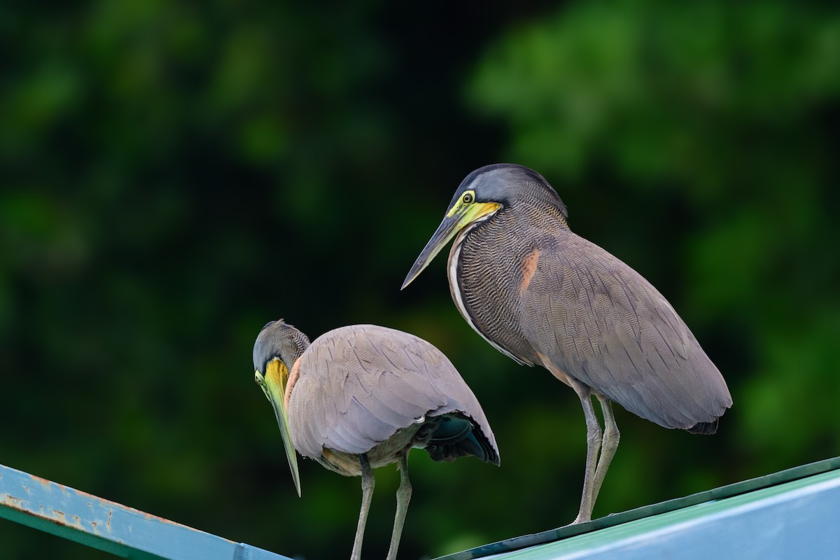 Bare-throated Tiger-Heron - ML620452116