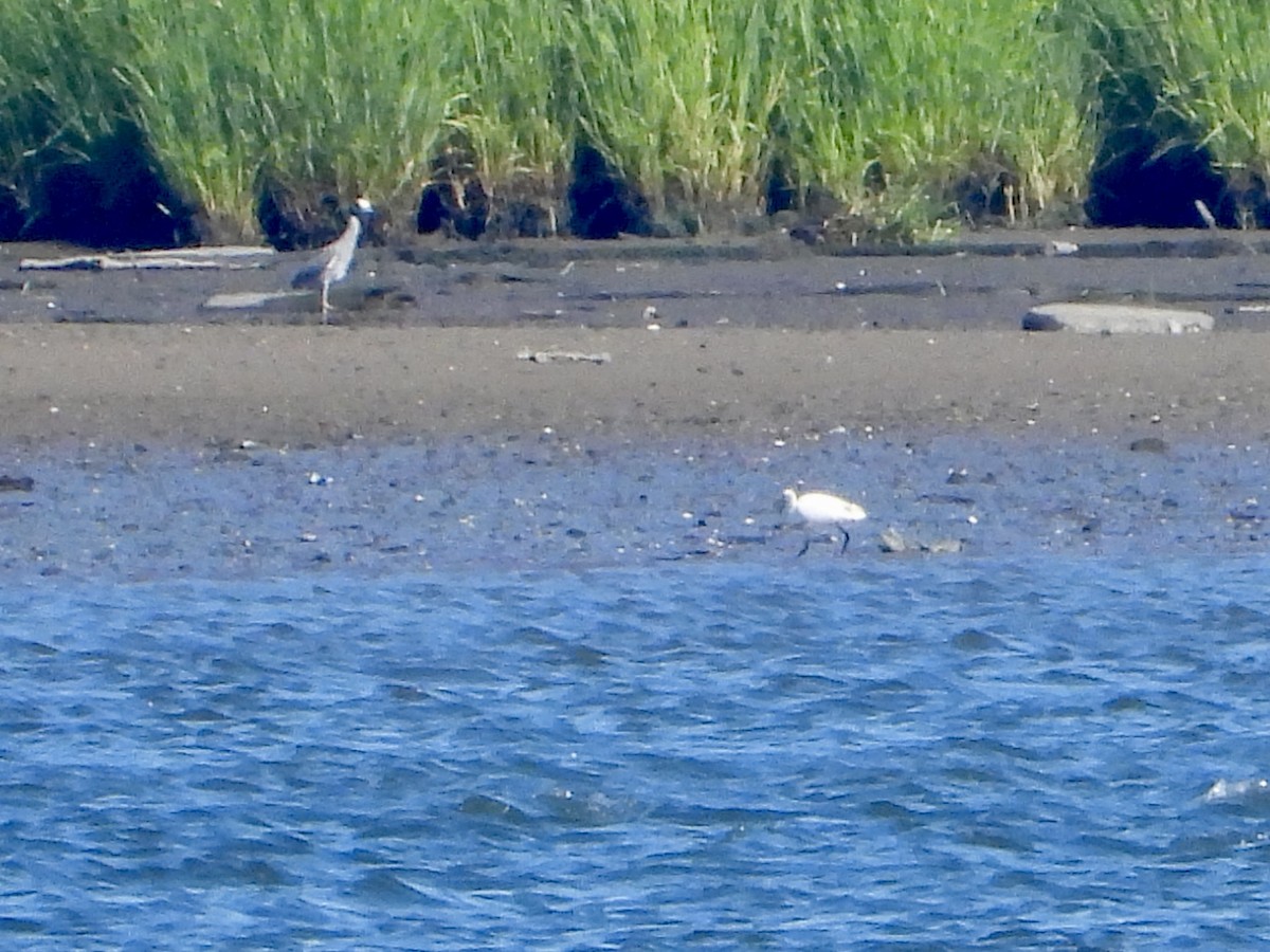 Yellow-crowned Night Heron - ML620452120