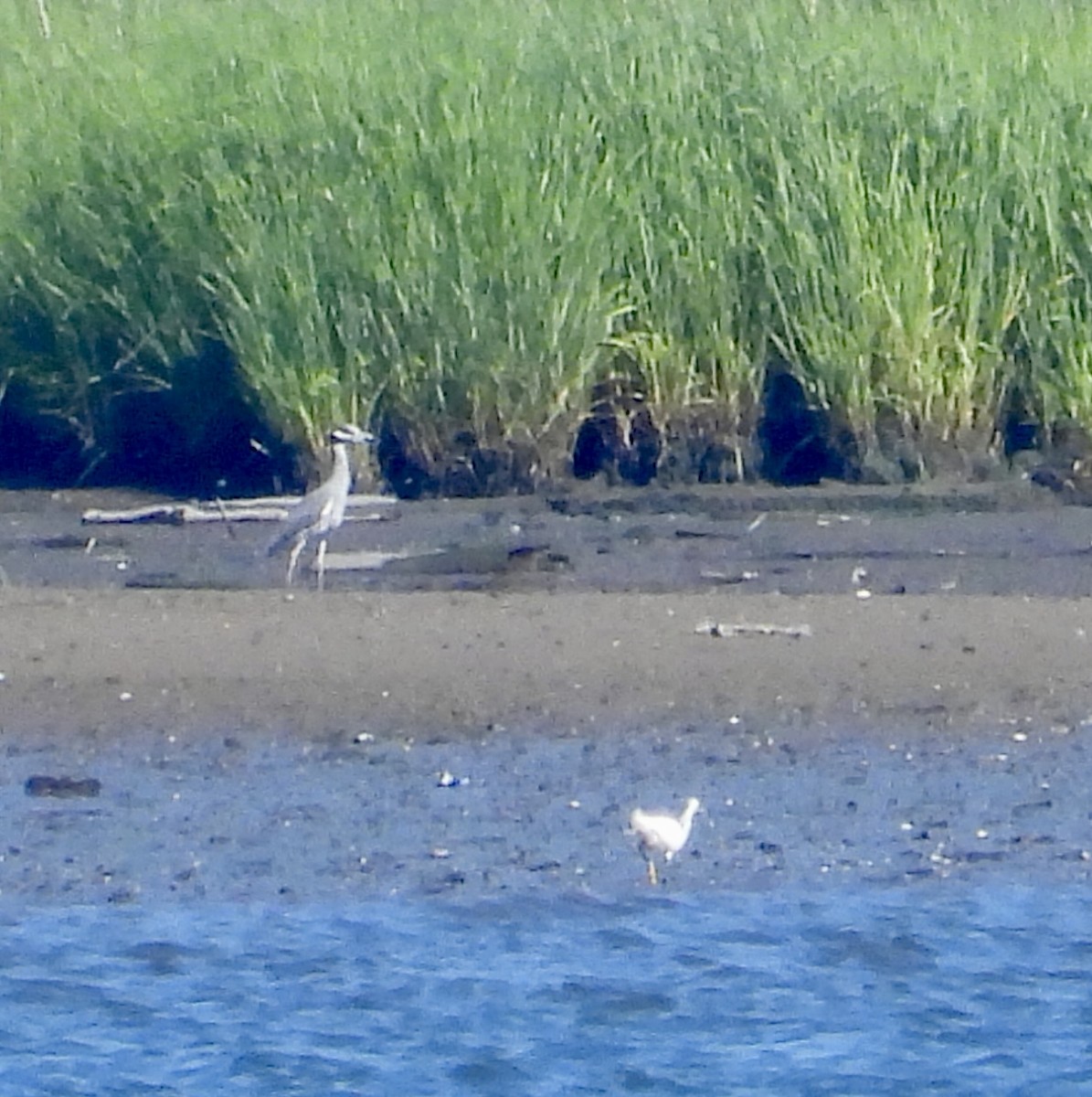 Yellow-crowned Night Heron - ML620452121