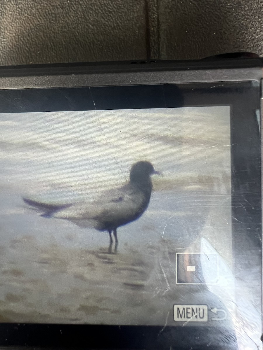 Black Tern - Lasionycteris noctivagans