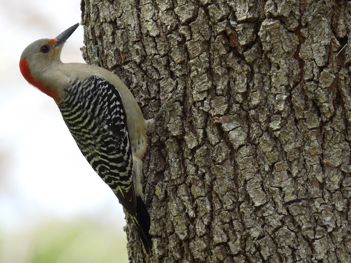 Red-bellied Woodpecker - ML620452132