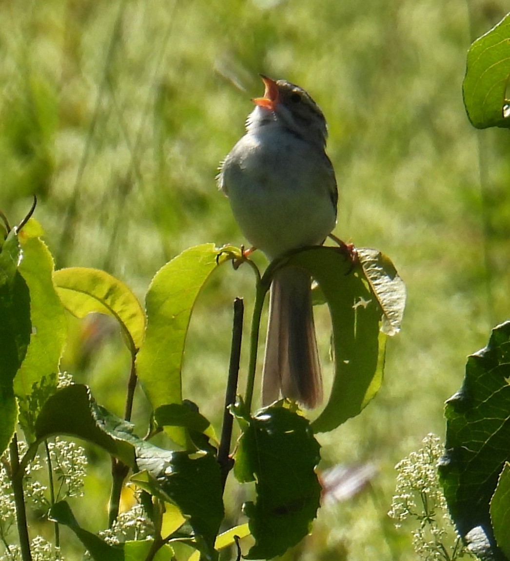 Clay-colored Sparrow - ML620452144