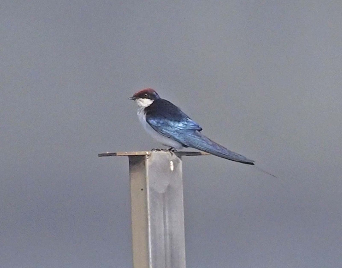 Wire-tailed Swallow - ML620452145