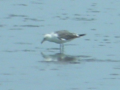 Gaviota Sombría - ML620452147