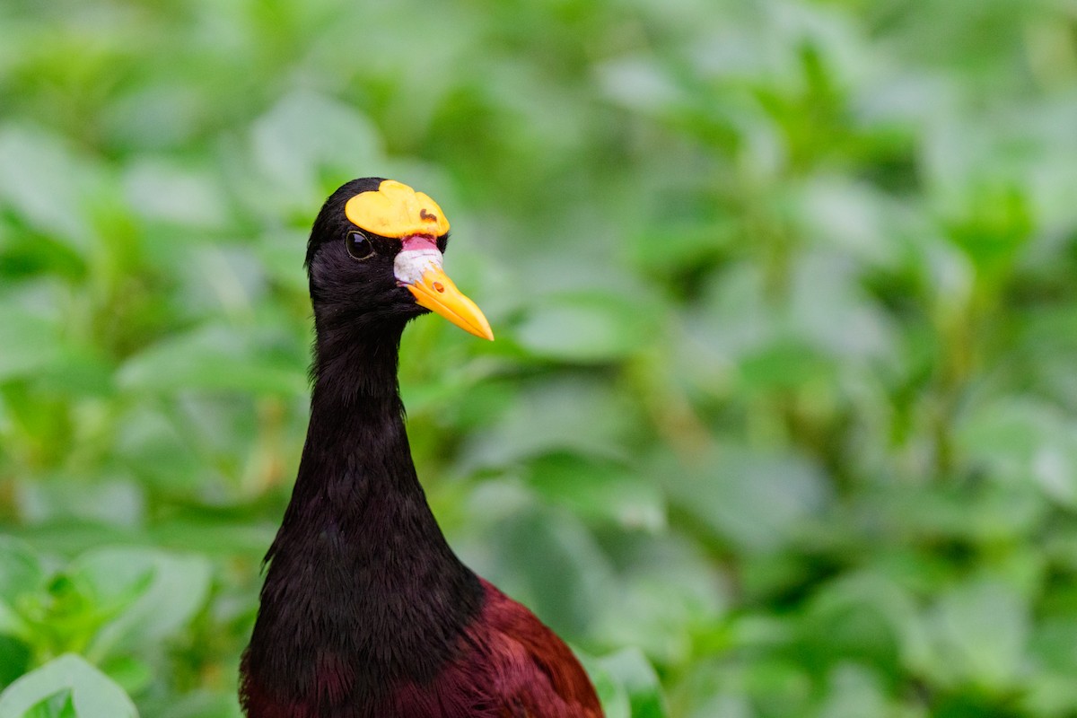 Jacana du Mexique - ML620452152