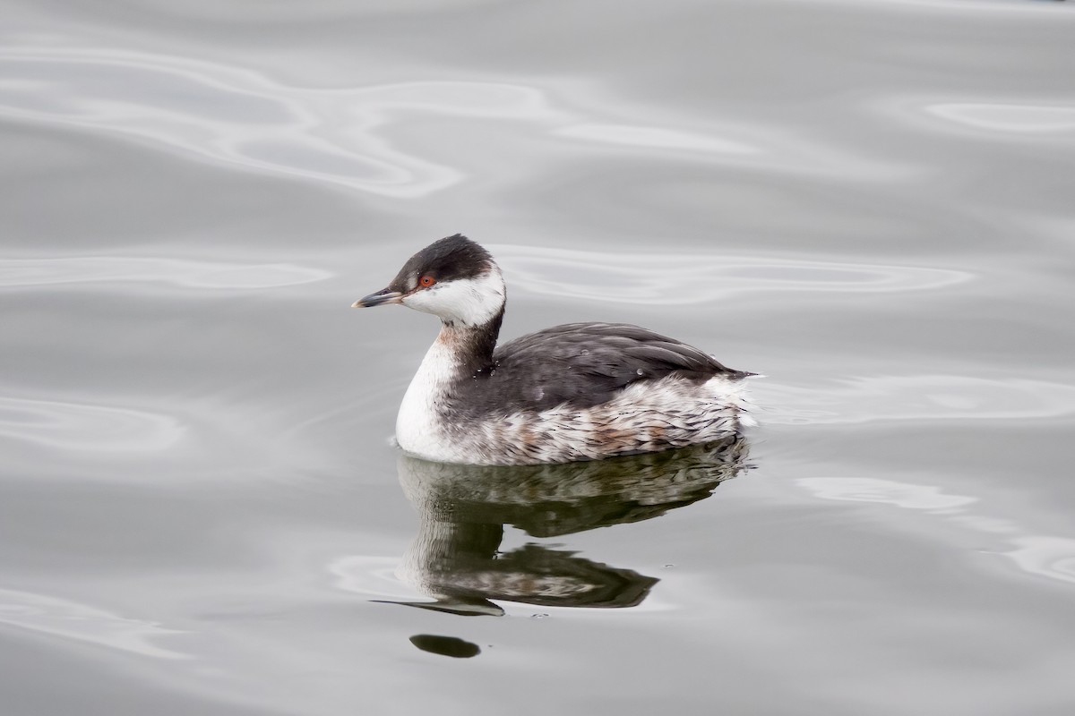 Horned Grebe - ML620452157