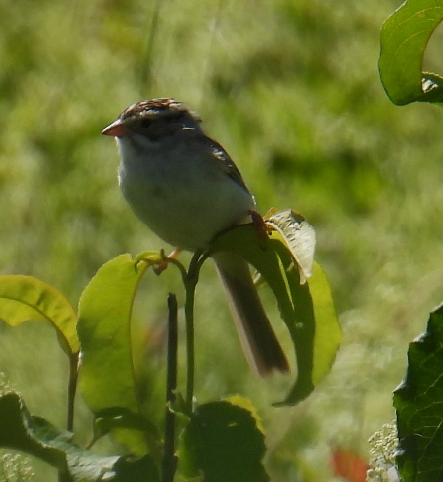 Clay-colored Sparrow - ML620452158