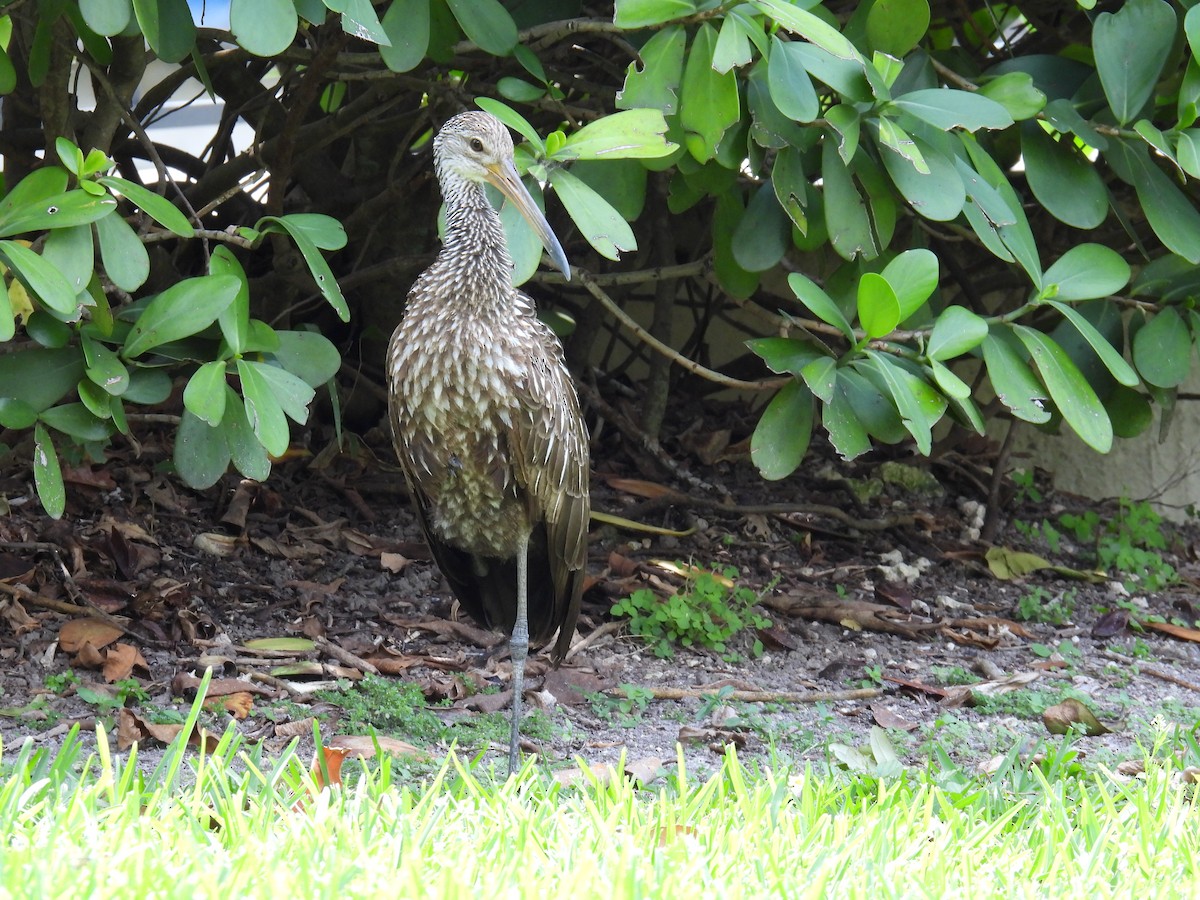 Limpkin - Klenisson Brenner