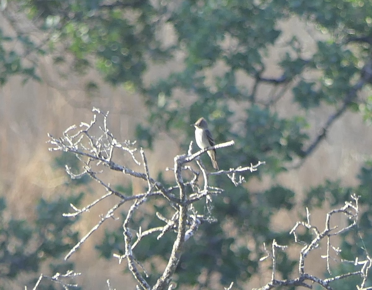 Western Wood-Pewee - ML620452173