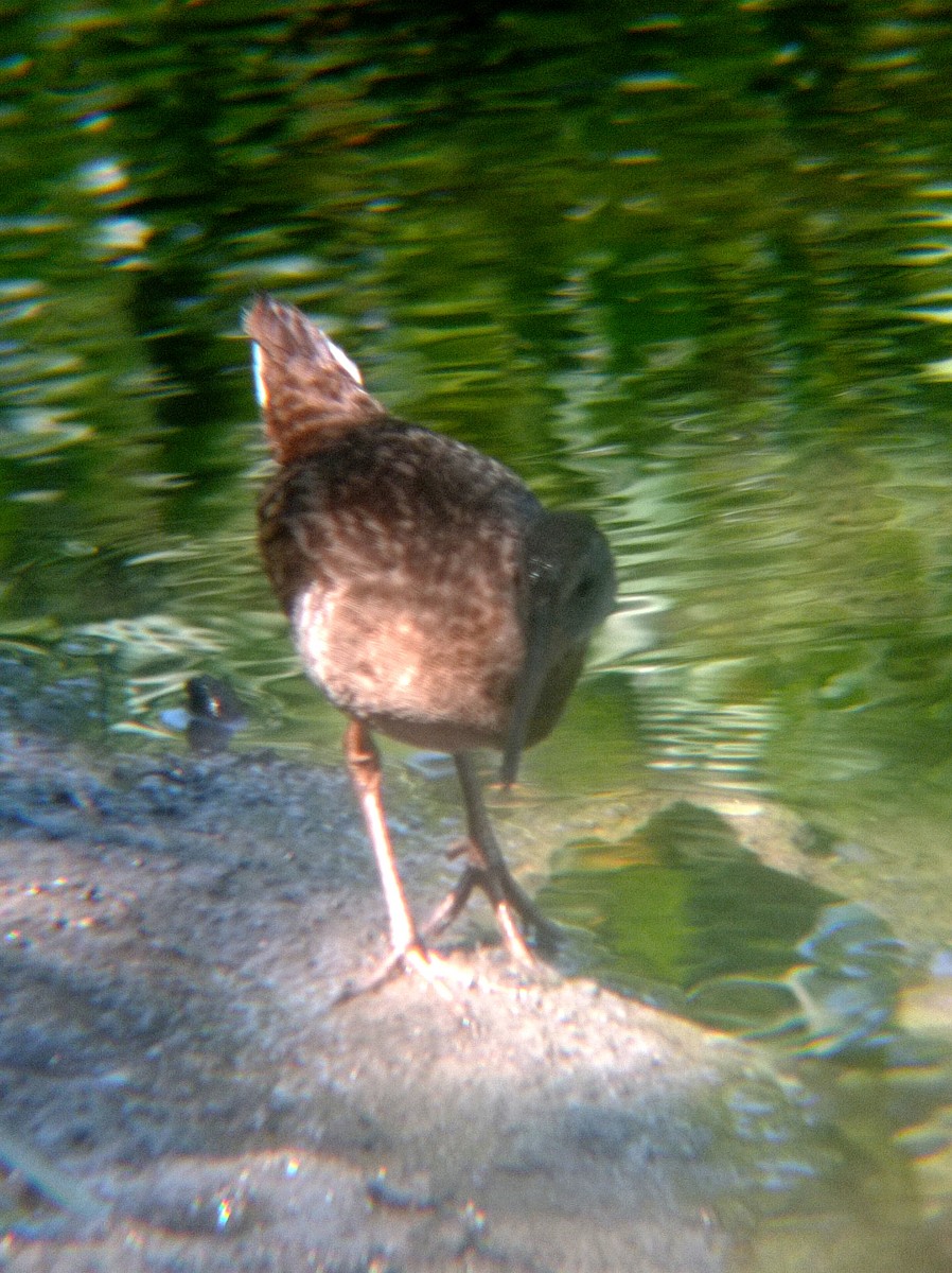 Clapper Rail - ML620452190