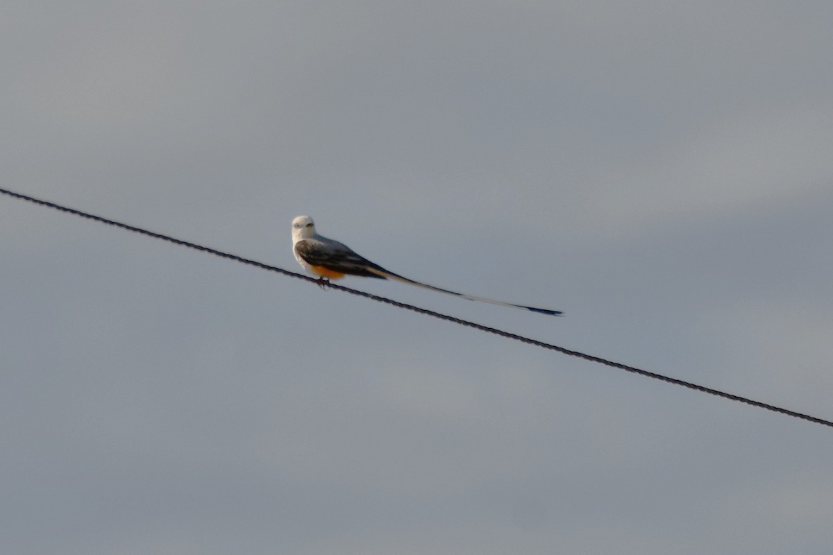 Scissor-tailed Flycatcher - ML620452192