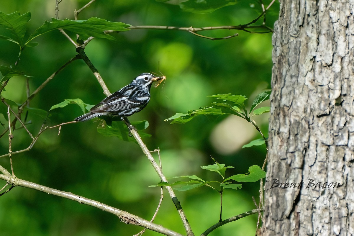 Black-and-white Warbler - ML620452205