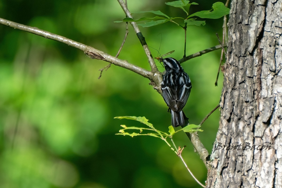 Black-and-white Warbler - ML620452206