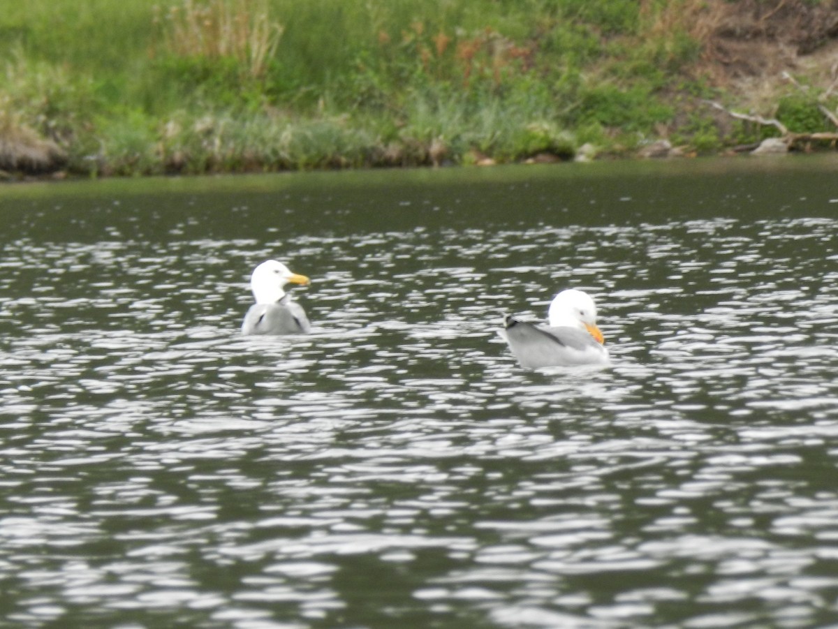 California Gull - ML620452208