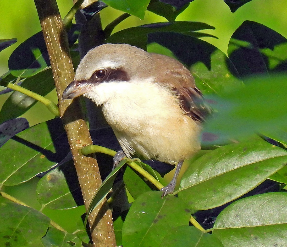 Brown Shrike (Philippine) - ML620452213