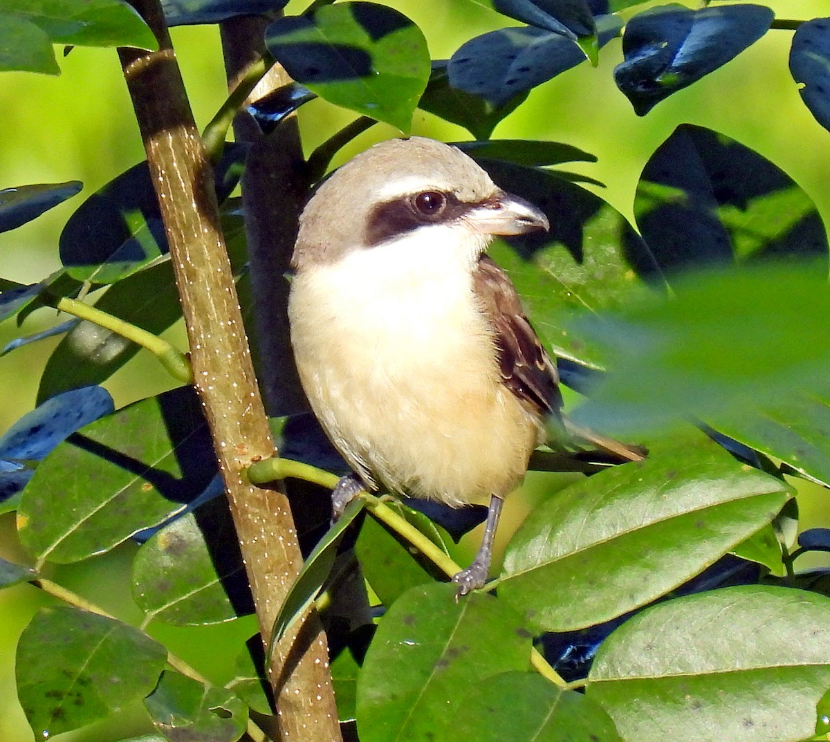 Alcaudón Pardo (lucionensis) - ML620452215