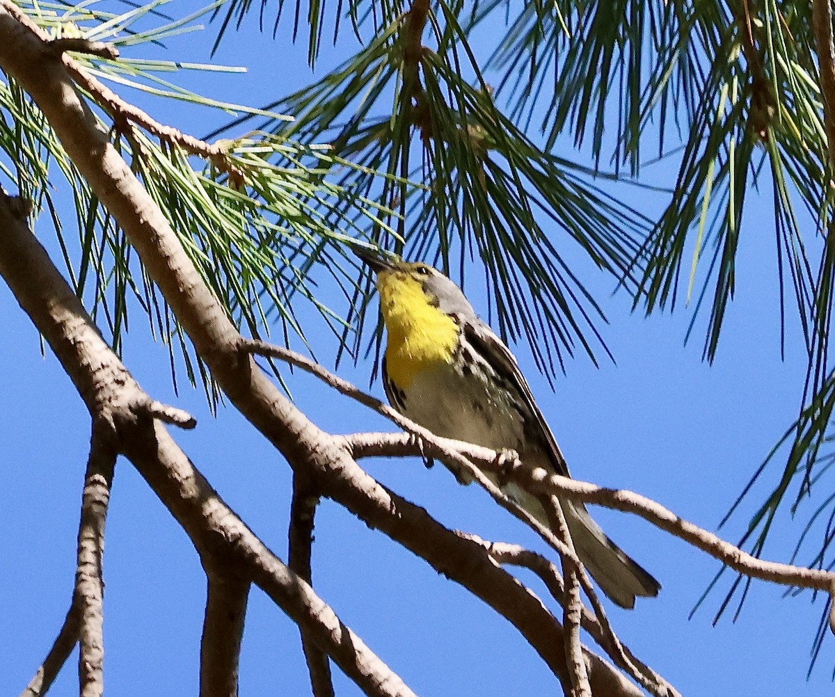 Grace's Warbler - ML620452216