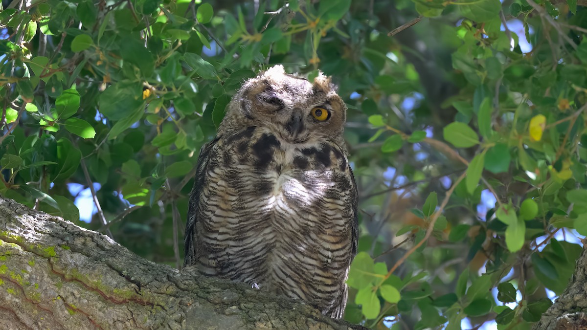 Great Horned Owl - ML620452220