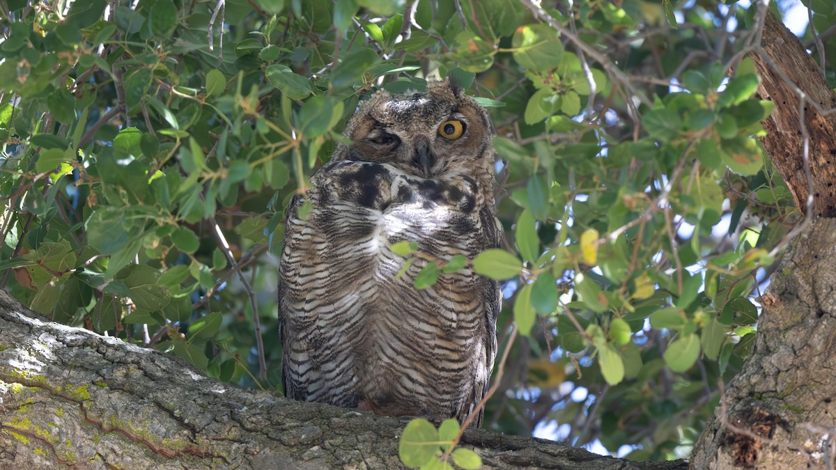 Great Horned Owl - ML620452222