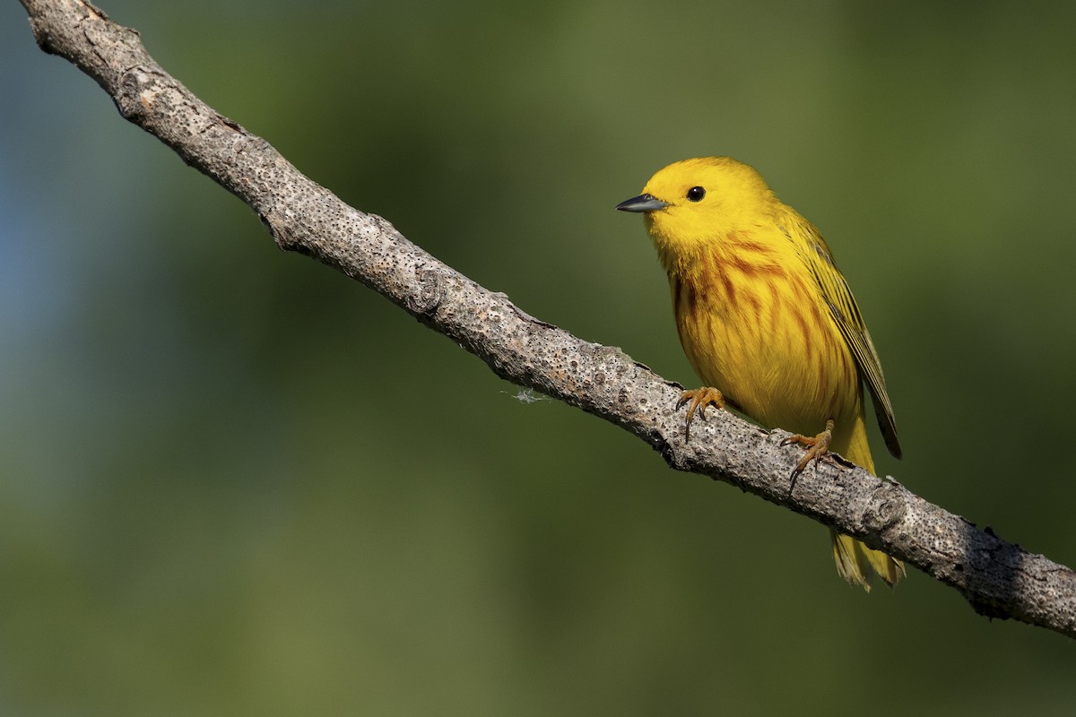 Paruline jaune - ML620452226