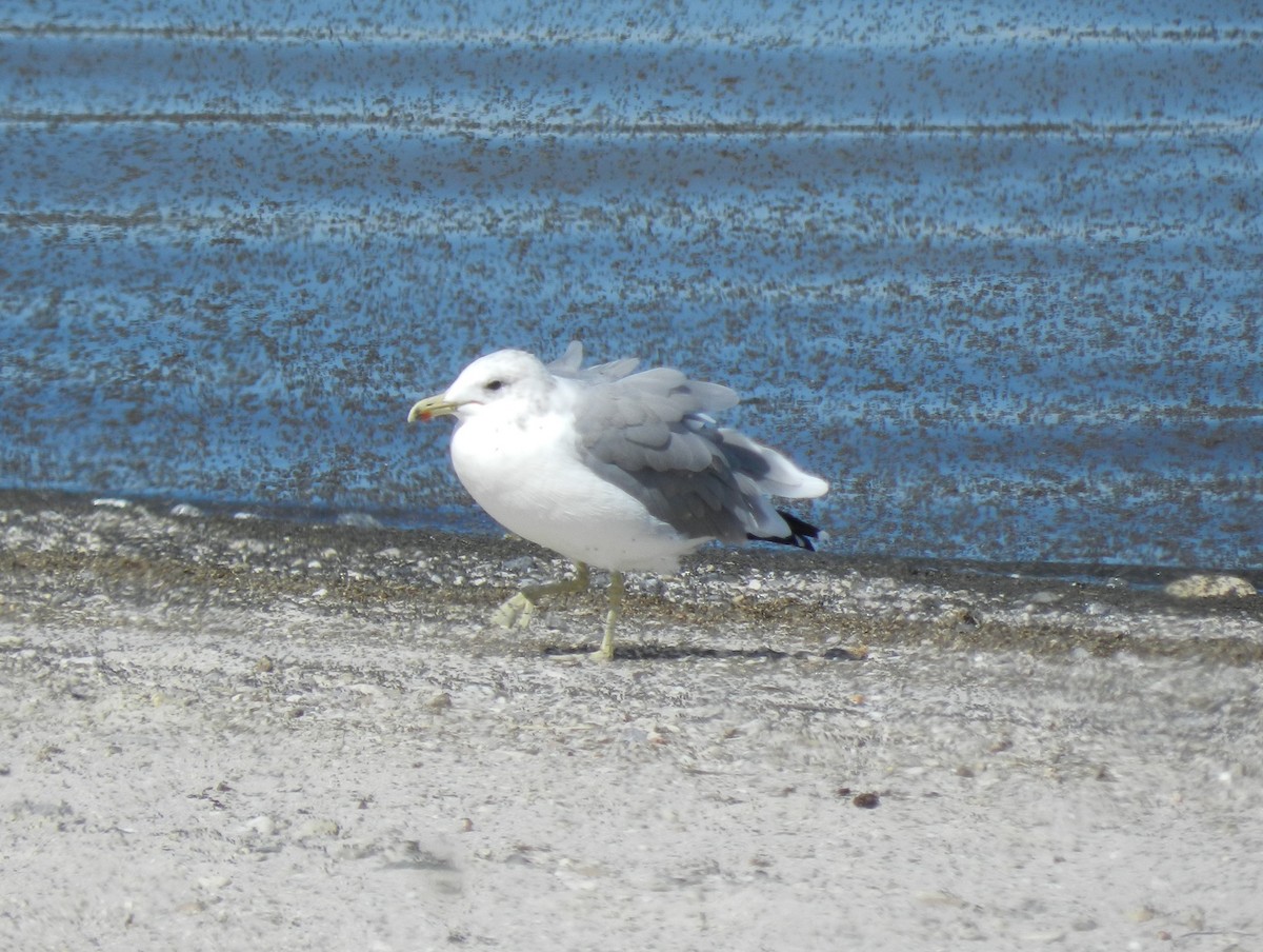 California Gull - ML620452229