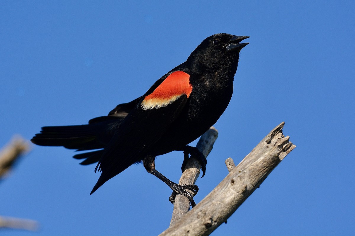 Red-winged Blackbird - ML620452235