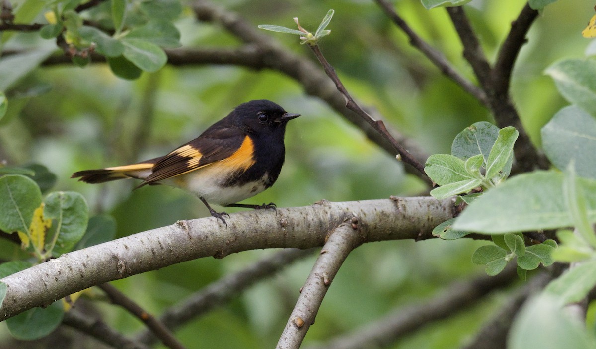 American Redstart - Eric Heisey