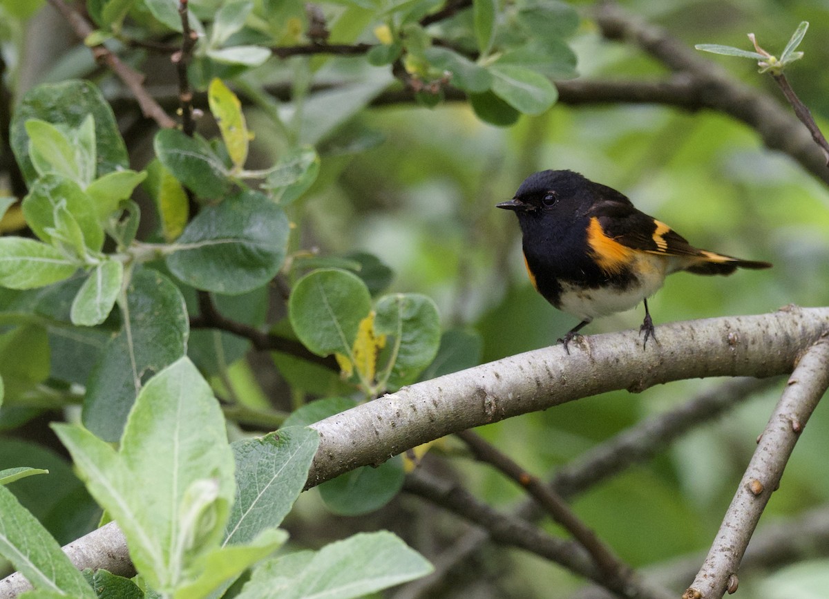 American Redstart - ML620452240