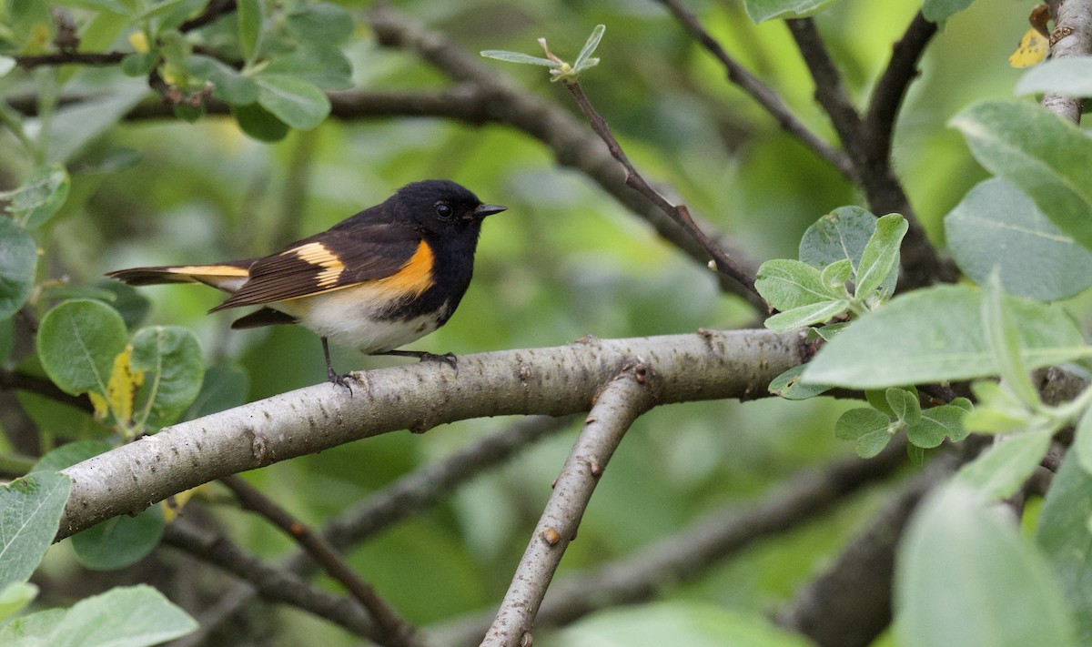 American Redstart - ML620452241