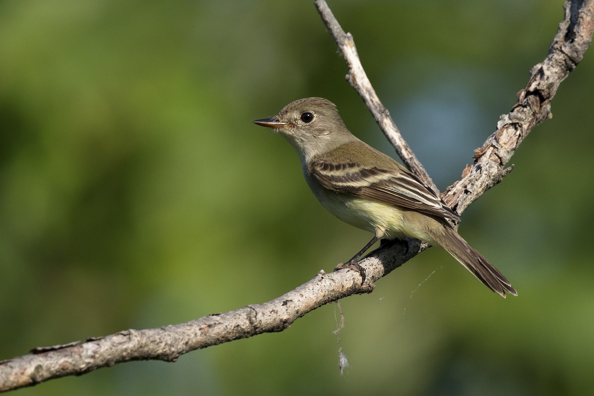 Willow Flycatcher - ML620452251