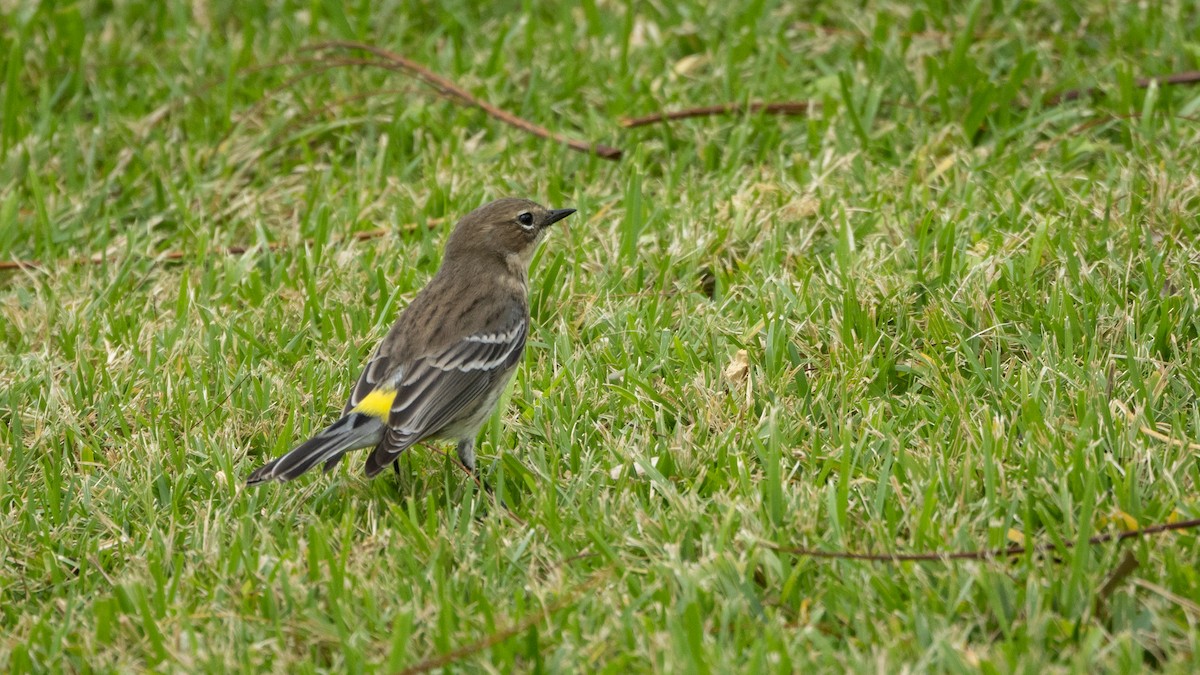 Yellow-rumped Warbler (Myrtle) - Joren van Schie