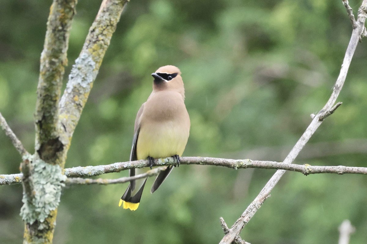 Cedar Waxwing - ML620452263