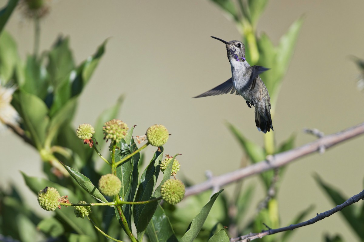 Costa's Hummingbird - ML620452265