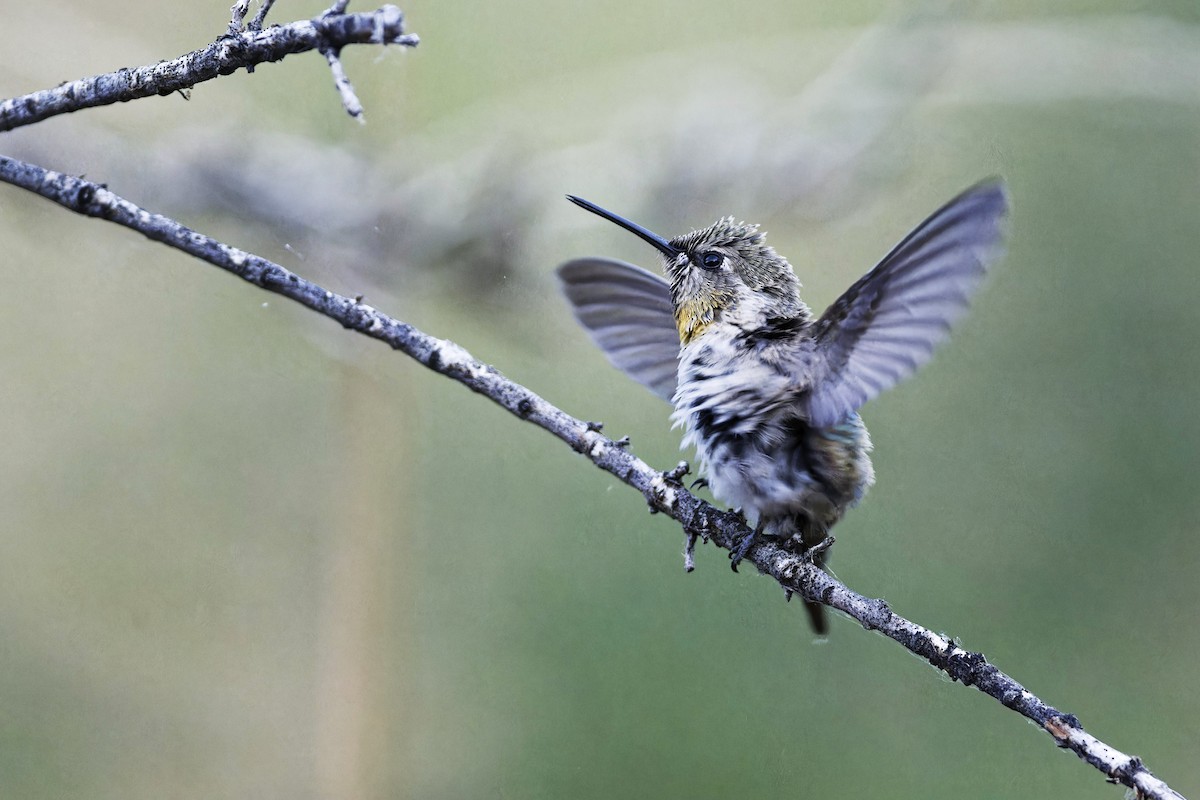 Colibrí de Costa - ML620452266