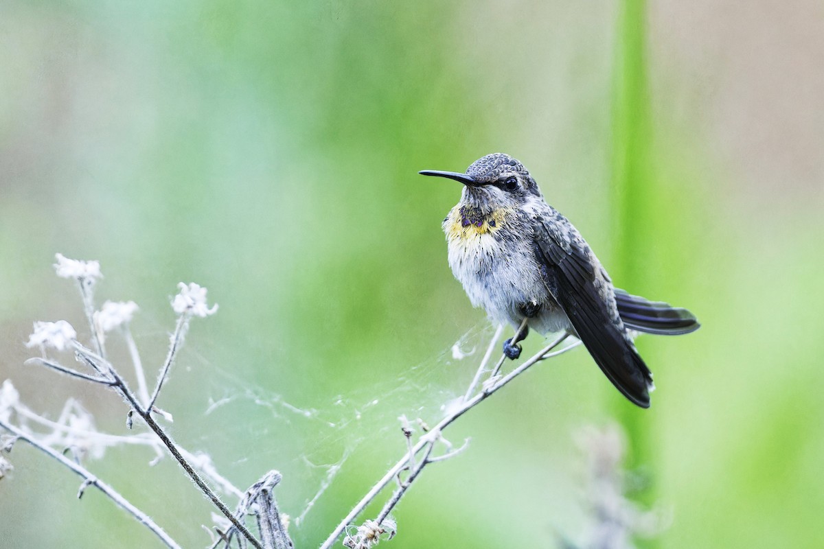 Costa's Hummingbird - ML620452267