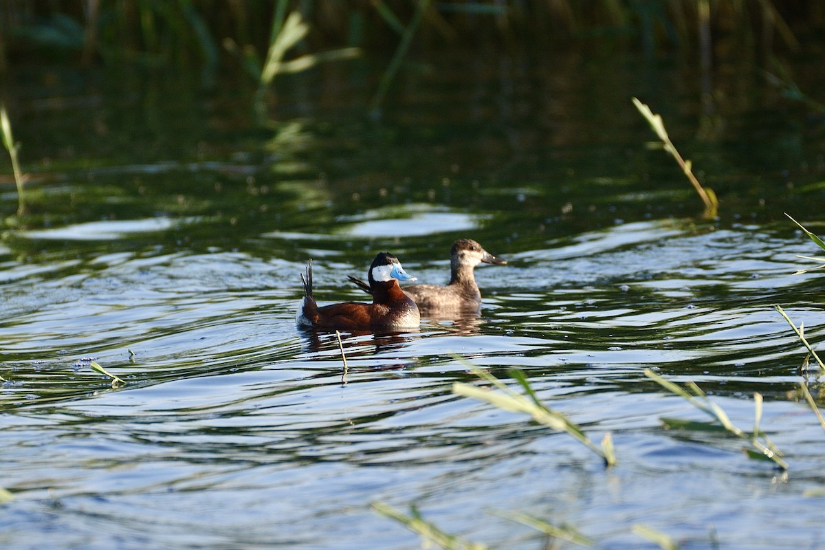 Ruddy Duck - ML620452271