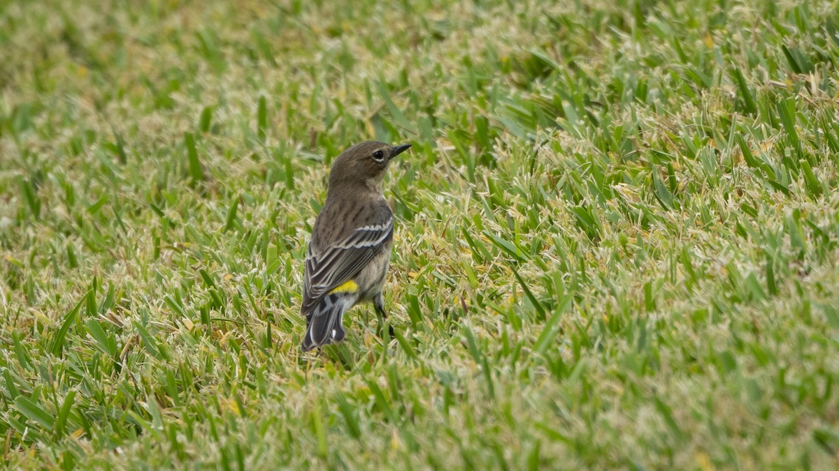 Reinita Coronada (coronata) - ML620452273