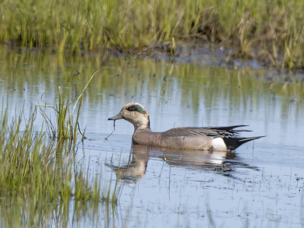 American Wigeon - ML620452284