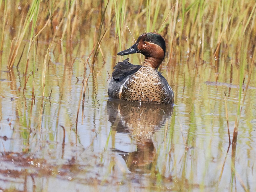 Green-winged Teal - ML620452293