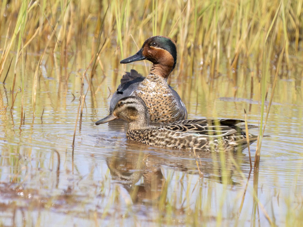 Green-winged Teal - ML620452294