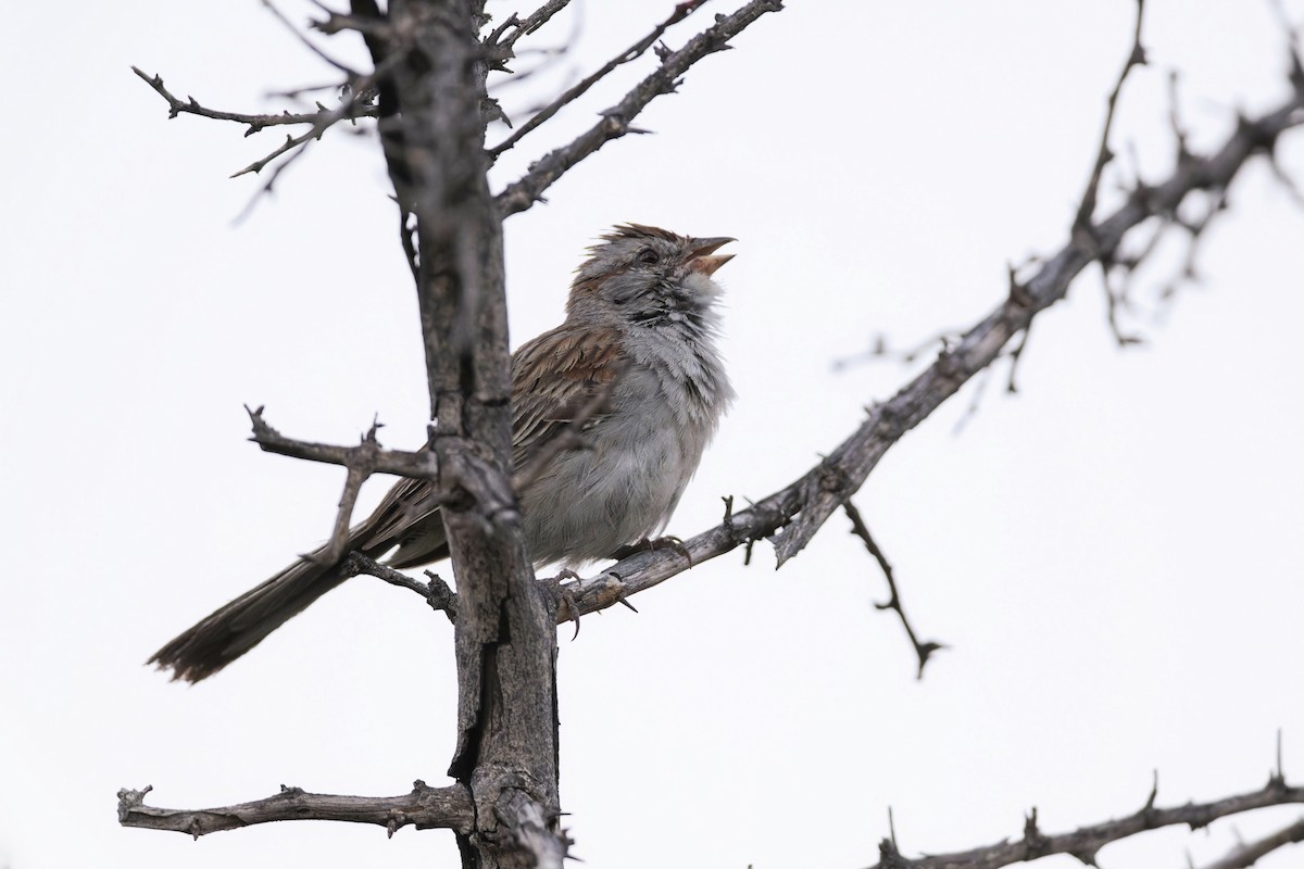 Rufous-winged Sparrow - ML620452295