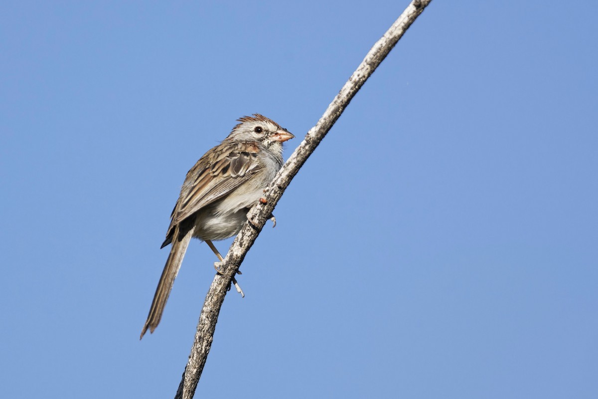 Rufous-winged Sparrow - ML620452296